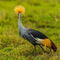 Ngorongoro Crater